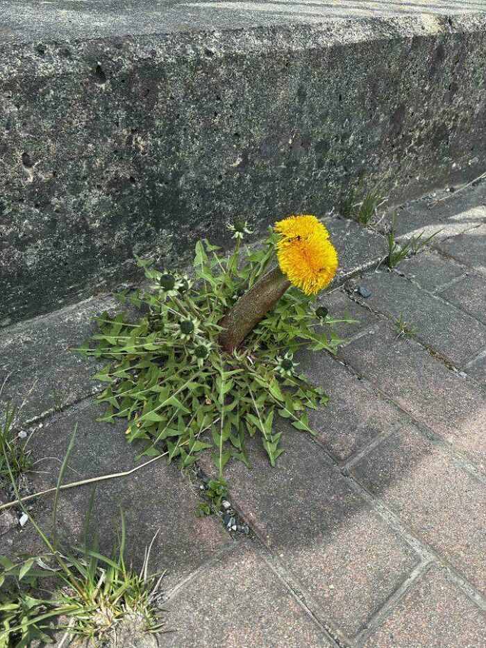 Dandelion with thick curved stem growing through sidewalk cracks