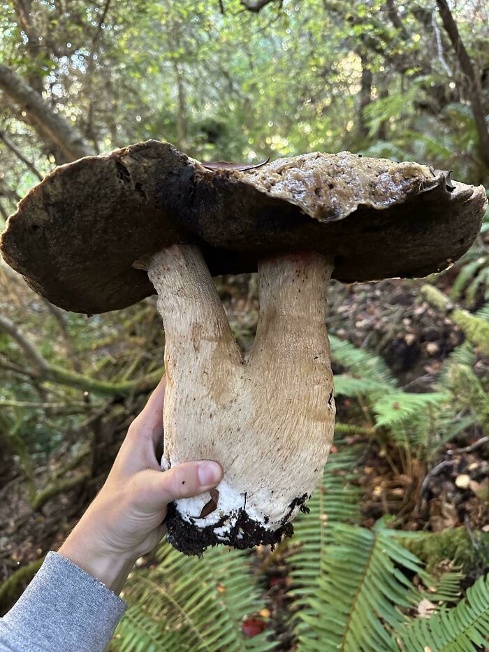 Unusual dual-stemmed mushroom held in forest with green ferns