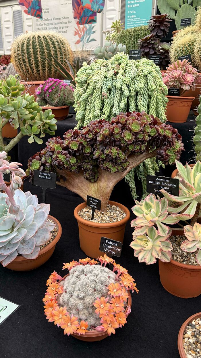 Display of various unique succulents and cacti with unusual shapes