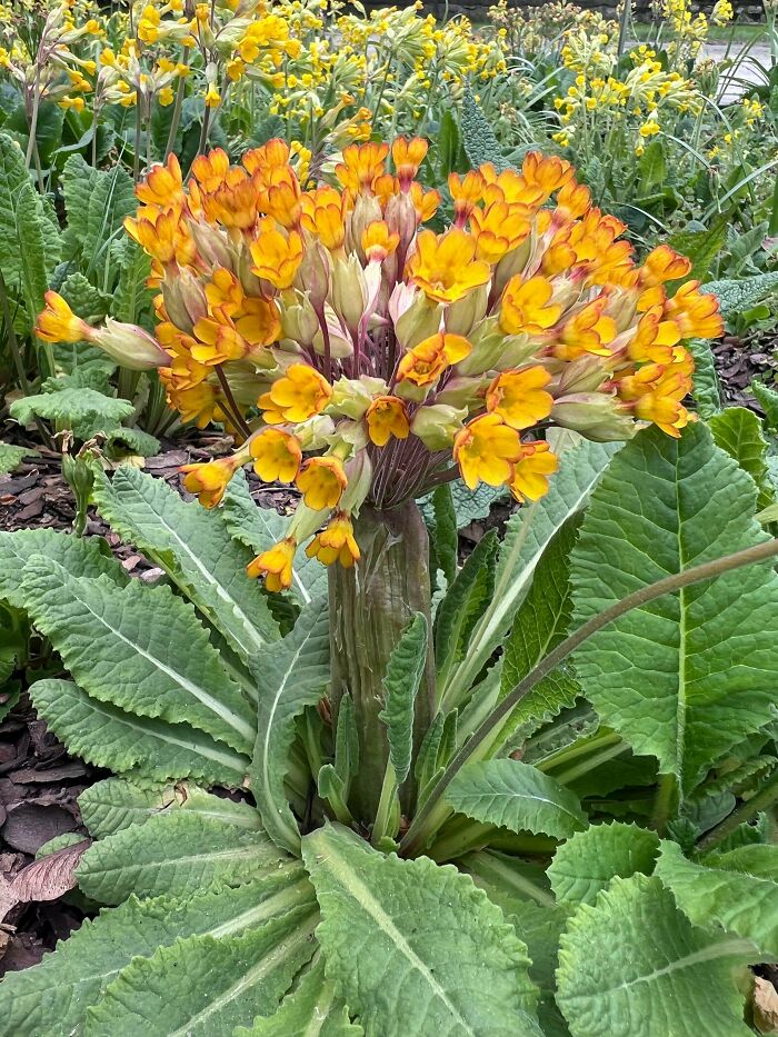 Yellow and orange flowers growing on a leafy plant with vibrant foliage