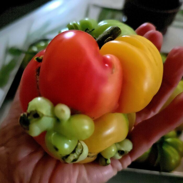 Hand holding a misshapen multicolored pepper with odd green growths