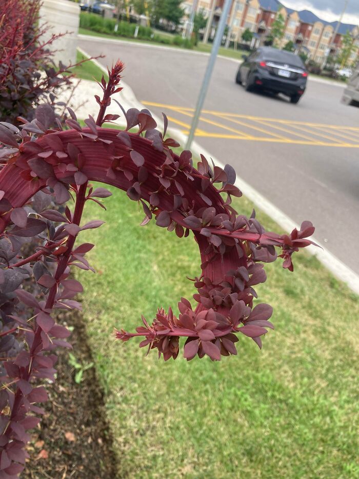 Curved red succulent branch with small leaves growing along it outdoors