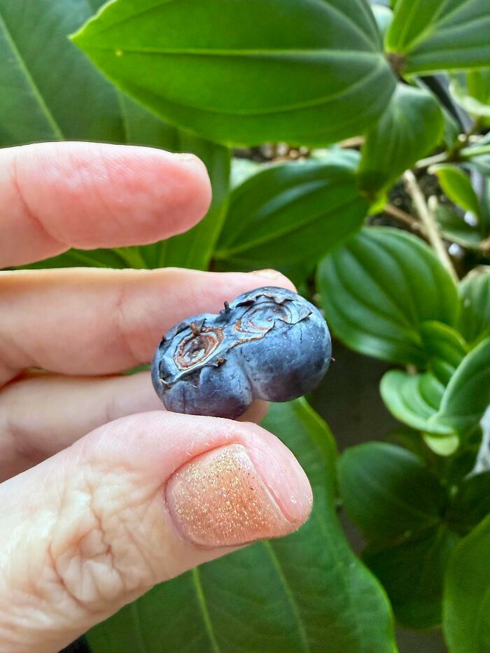 Close-up of a deformed blueberry showing unusual growth imperfections