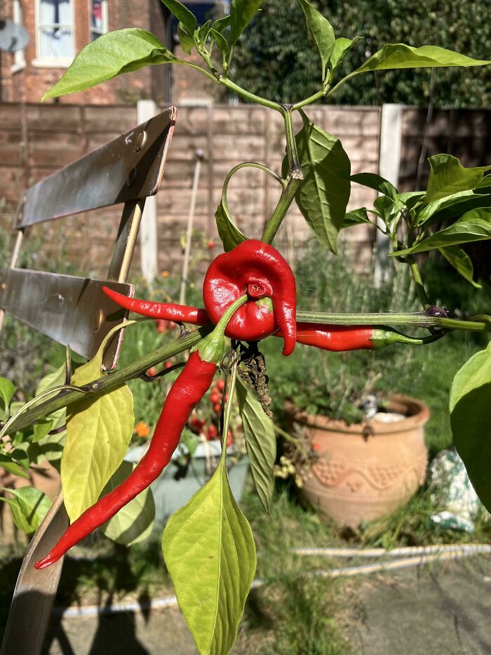 Red chili peppers growing in a freaky offscript natural formation
