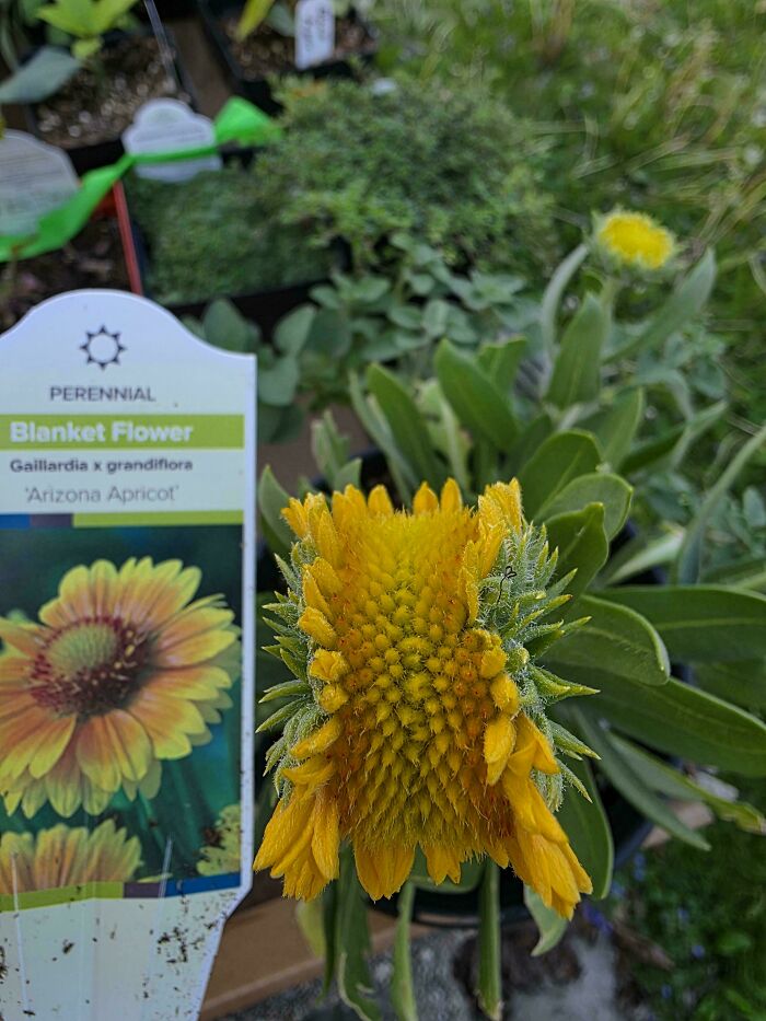 Yellow blanket flower with distorted freaky flower head
