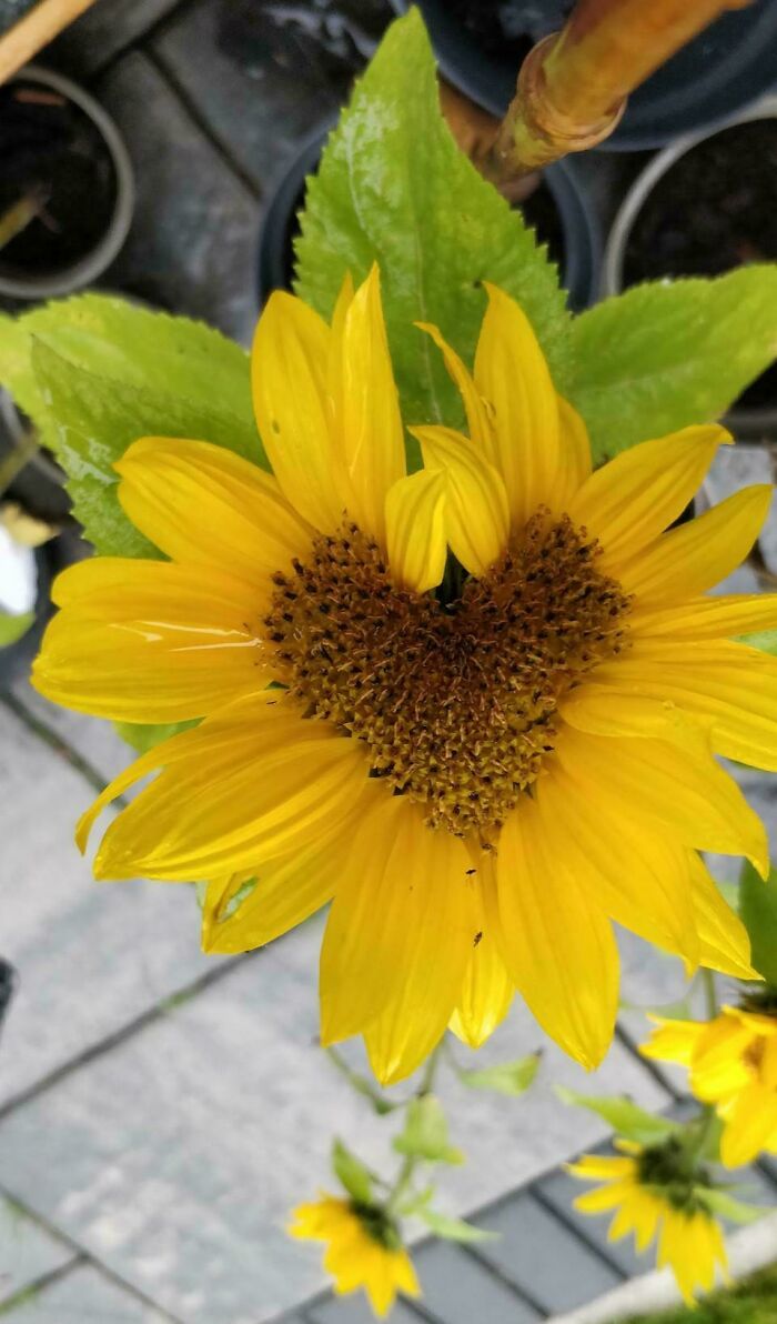 Yellow sunflower with heart-shaped center showing unusual plant growth