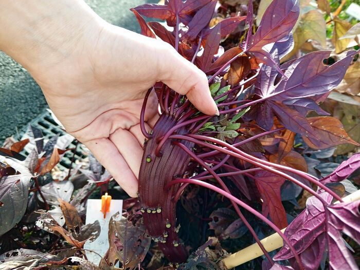 Hand picking a strange purple stemmed leafy plant in a garden