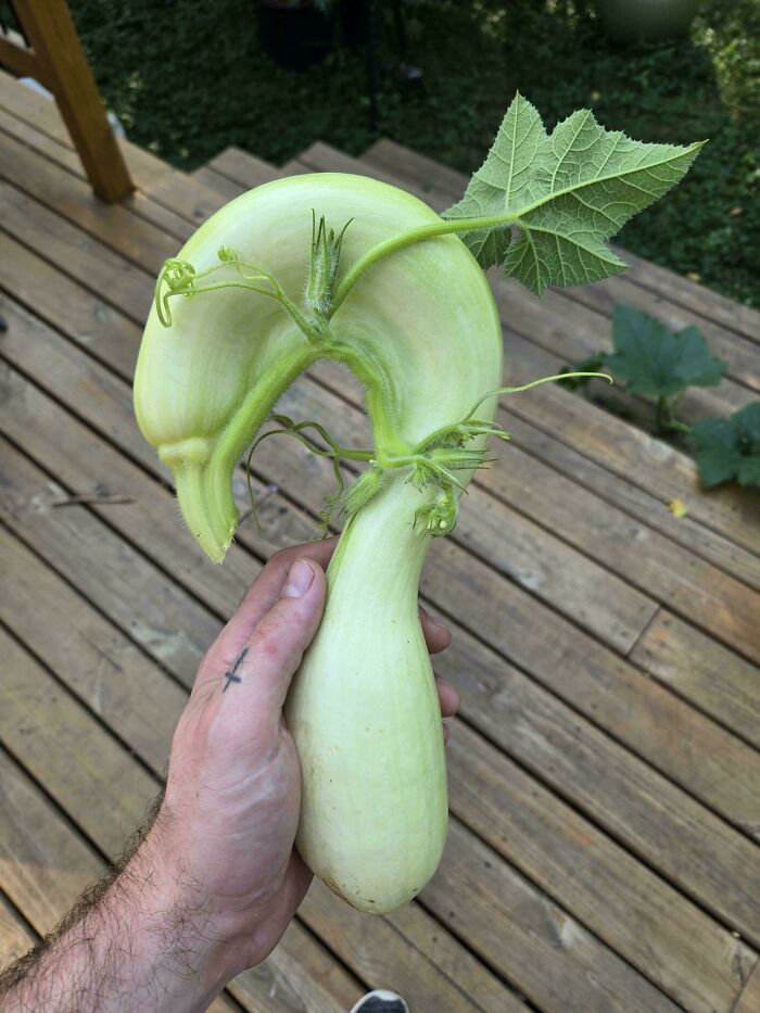 Hand holding a freaky curved cucumber with attached leaf outdoors