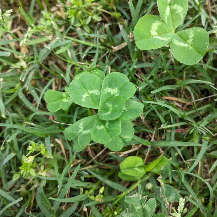 Close-up of a freaky four-leaf clover plant unusual leaf pattern