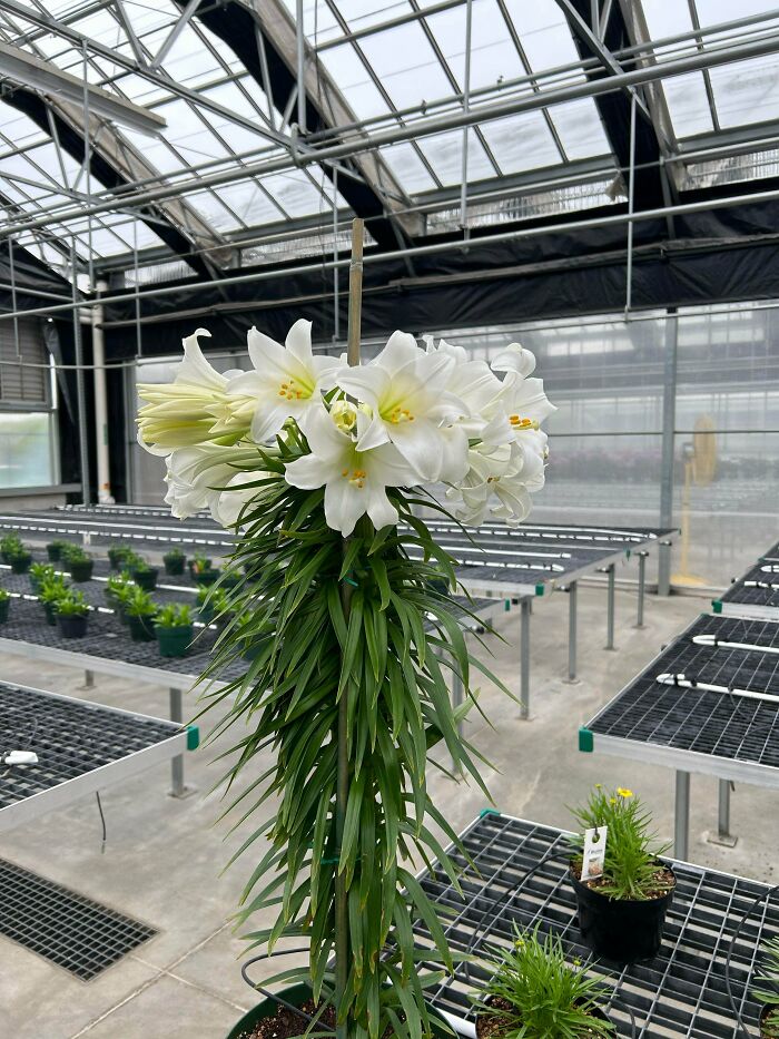 Freaky plant with white flowers and long green leaves in greenhouse setting