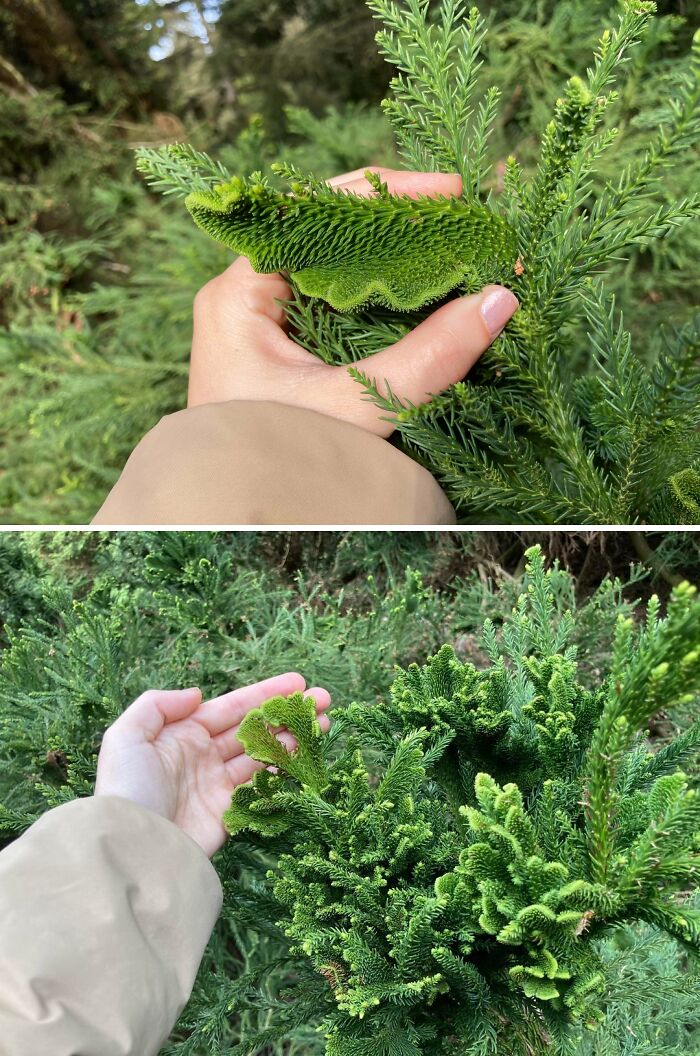 Freaky plants showing unusual crested growth on green conifer branches held by hand