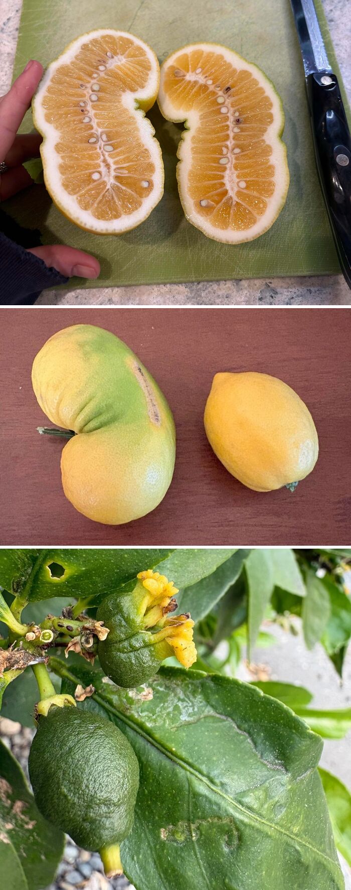 Cut open misshapen yellow citrus fruit with seeds, an odd freaky plant