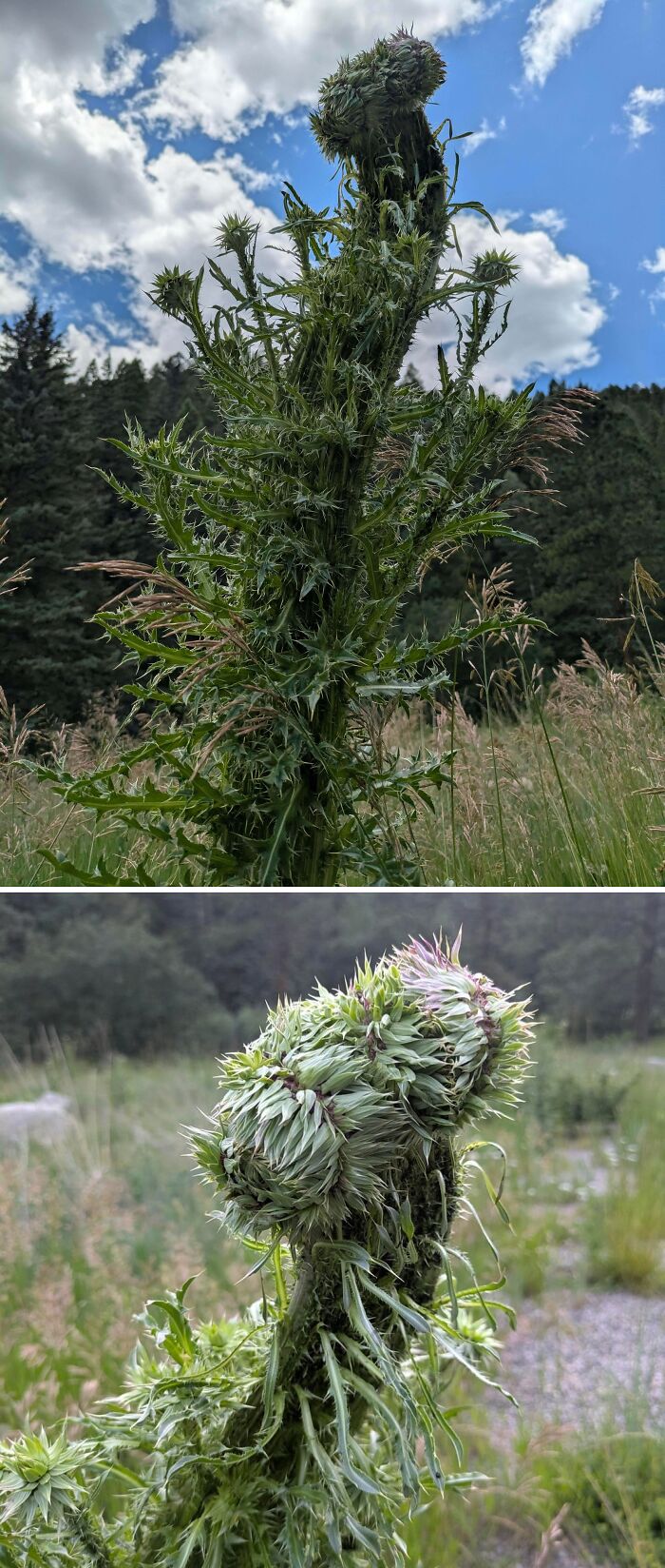 Unusual twisted spiky thistle plant under blue sky showing nature's freaky plants