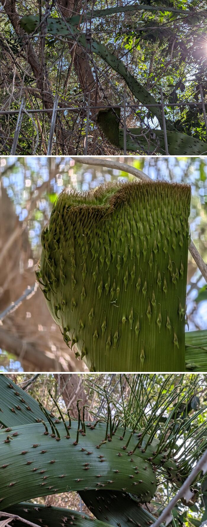 Freaky plant with spiky textured green leaves intertwined in the forest