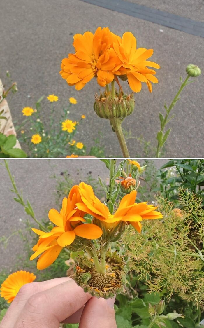 Unique orange flower with clustered petals growing on one stem