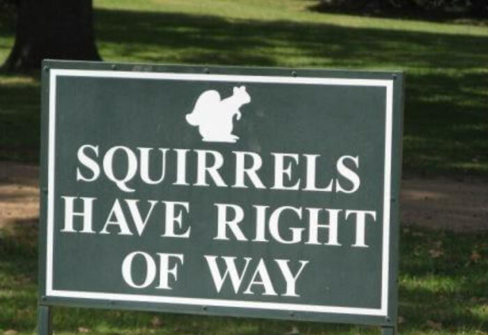Amusing park sign that squirrels have right of way