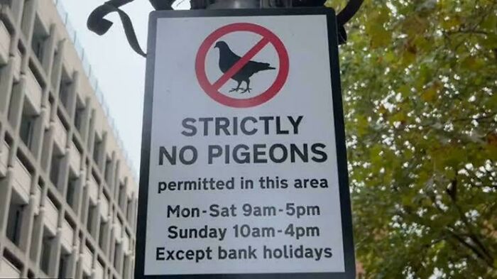 Funny no pigeons sign with specific time restrictions