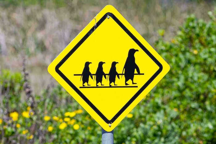 Yellow warning sign with silhouette of an adult and three baby penguins crossing