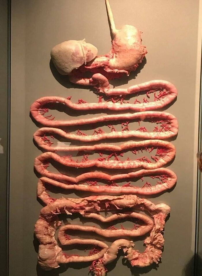 Human digestive system organs on display demonstrating body quirks anatomy