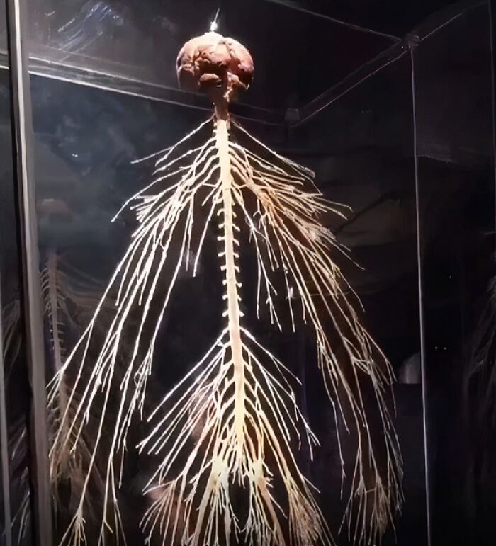 Exposed human nervous system with brain and spinal cord in a dark display