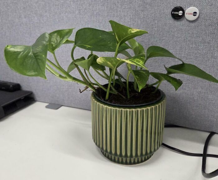 At The Age Of 33, I Bought My First Ever Plant