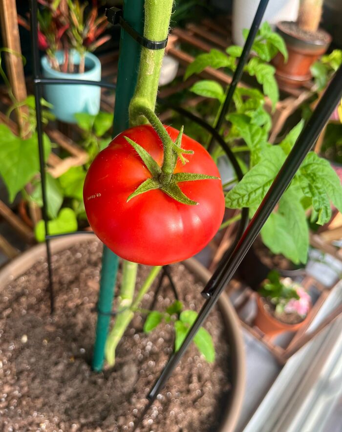 First-Ever Tomato Of My Lifetime. She Was Born From A Seed 170 Days Ago 