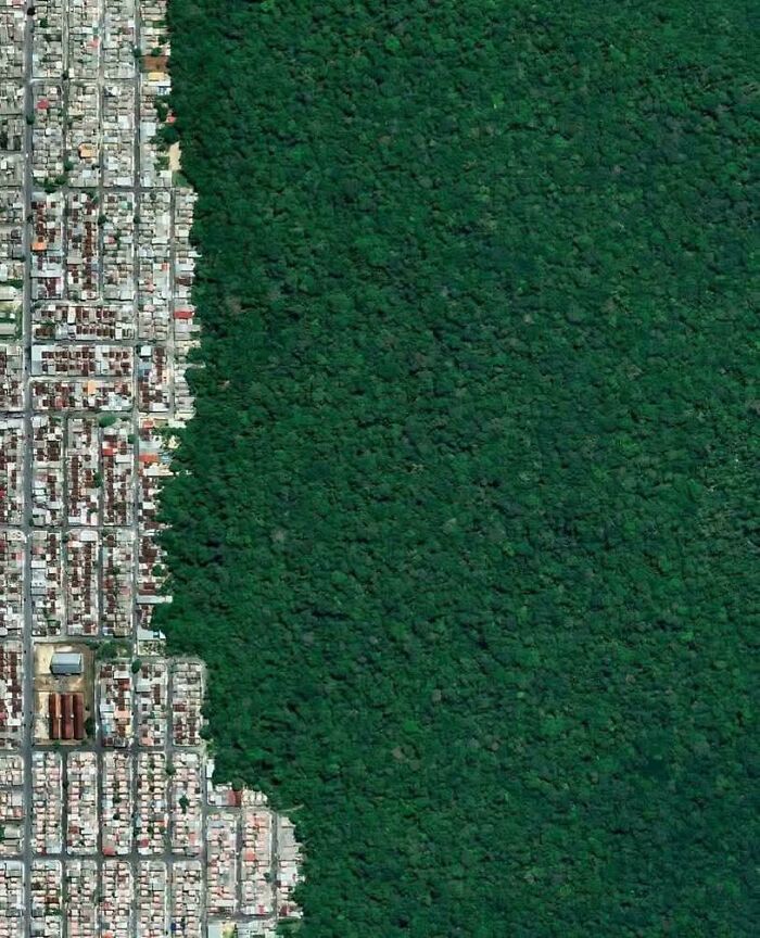 Aerial view of dense urban housing bordering a large green forest area