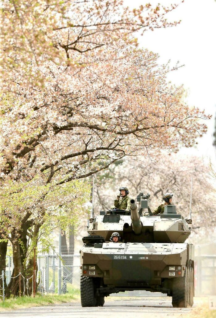 Military tank moving along a street lined with blooming cherry blossom trees
