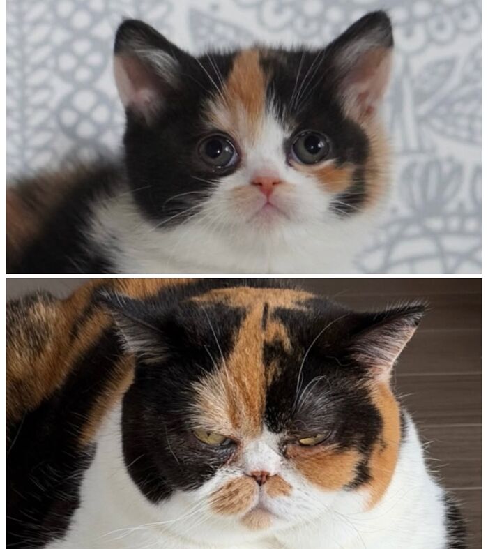 25 Heartwarming Before And After Photos Showing Just How Much Kittens Change As They Grow Up (New Pics)