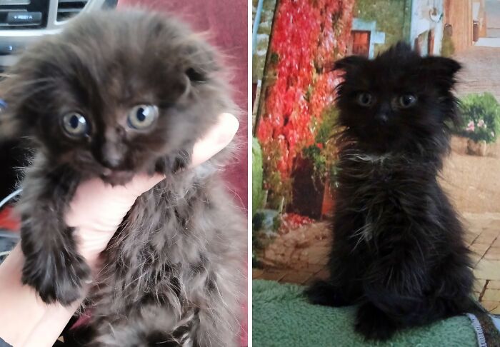 25 Heartwarming Before And After Photos Showing Just How Much Kittens Change As They Grow Up (New Pics)