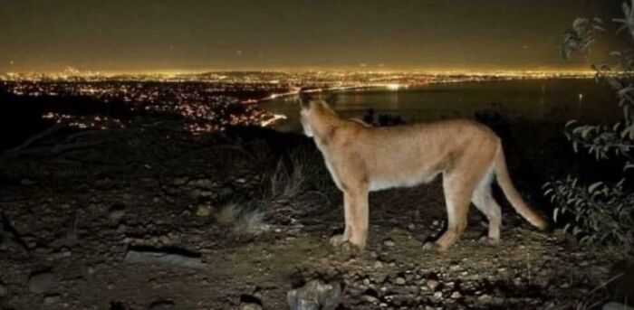 Mountain lion overlooking sprawling city lights at night