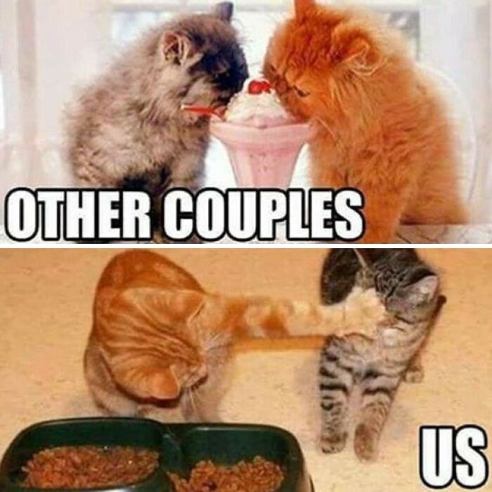 Funny husband and wife meme showing cats humorously representing couples