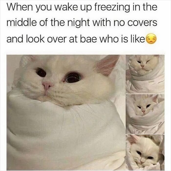 Funny meme of a cold person and annoyed partner represented by a wrapped cat