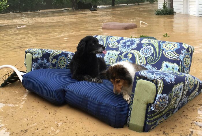 Two dogs sitting on a floral and blue couch submerged in floodwaters, a resilient image.