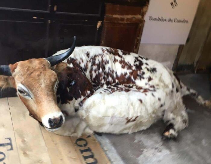 A taxidermied cow serving as a couch or seating, a truly bizarre piece for an interior designer to consider.