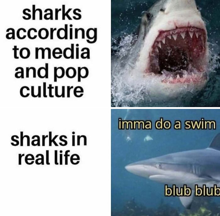 Comparison meme showing sharks in media vs real life with funny captions