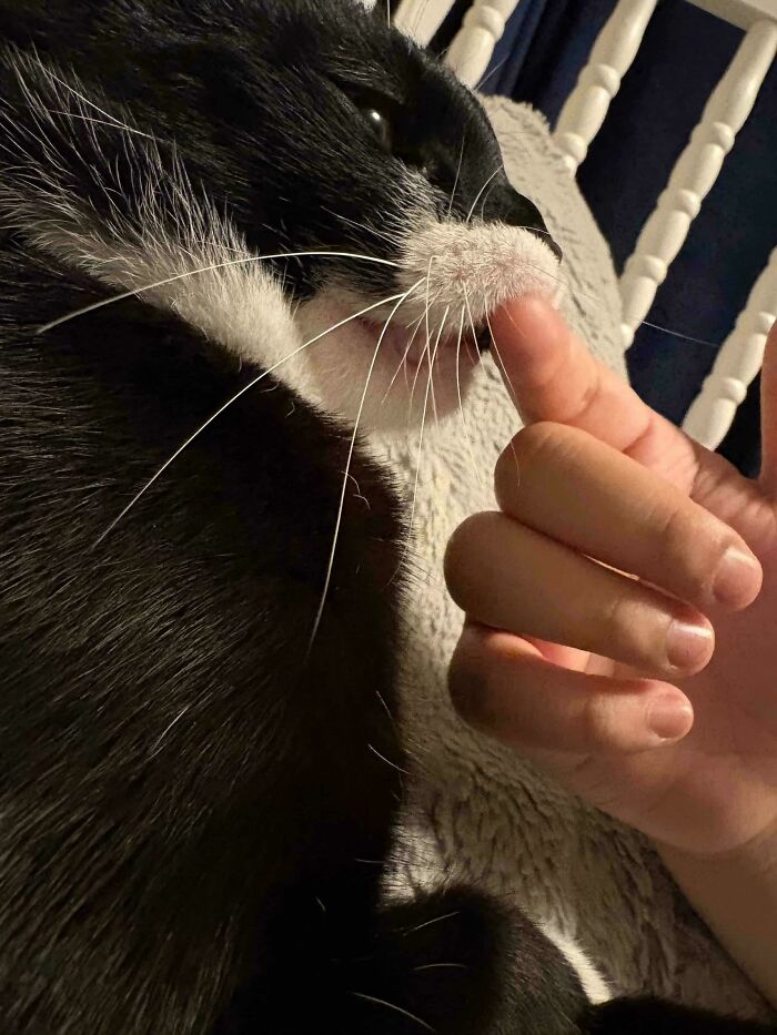 Close-up of a finger touching a black and white cat's nose, highlighting a toxic and annoying interaction.