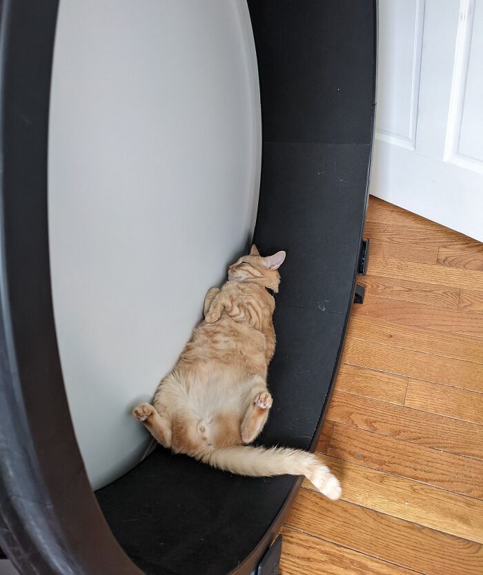 Funny cat lying awkwardly in a circular bed