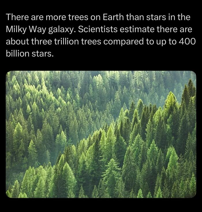 Dense forest showing more trees on Earth than stars in the Milky Way galaxy