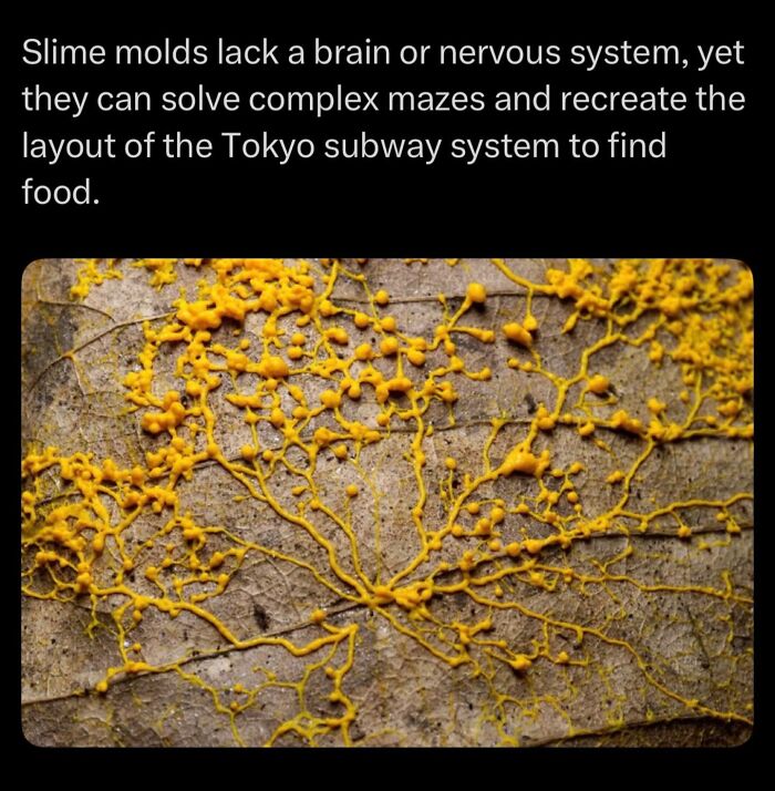 Slime molds recreate Tokyo subway maze to find food despite lacking brain or nervous system