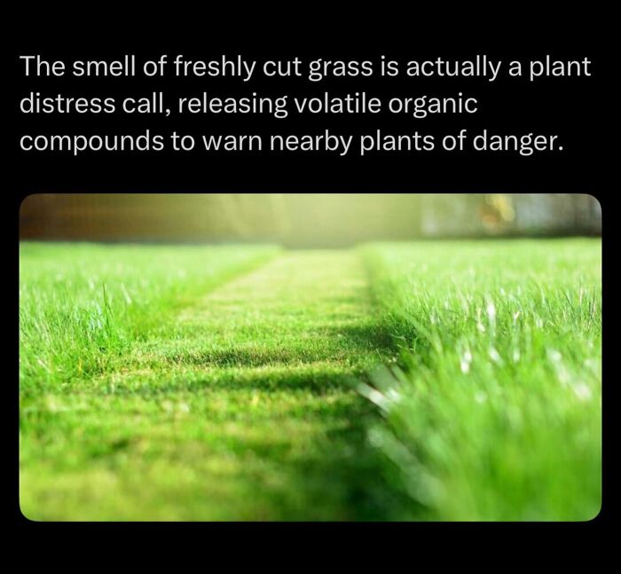 Smell of freshly cut grass is plant distress call releasing volatile organic compounds