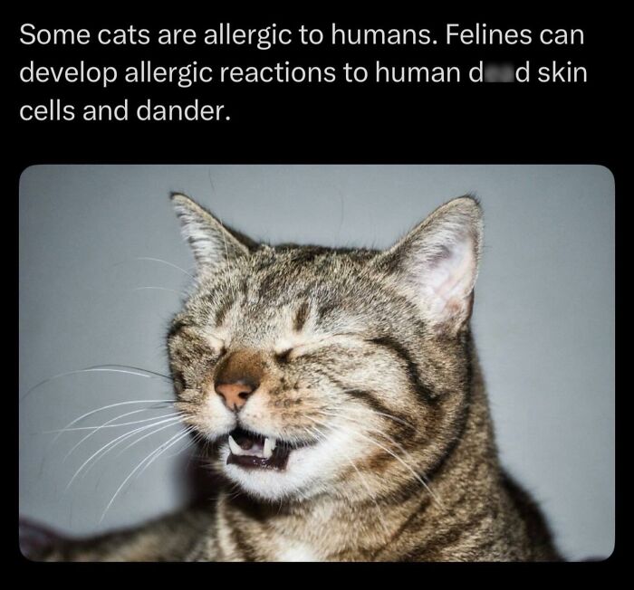 Some cats are allergic to humans reacting to human d**d skin cells and dander photo