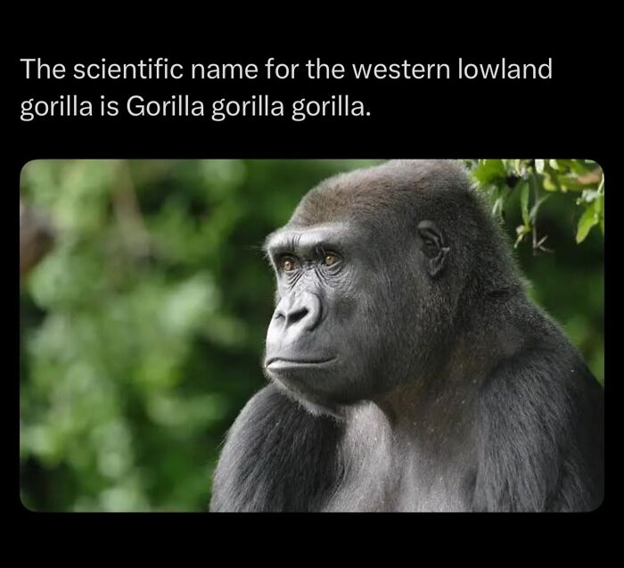 Close-up of a western lowland gorilla to illustrate its scientific name