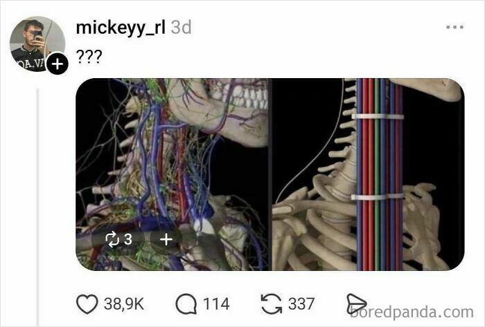 Medical illustration showing skeletal and vascular neck anatomy side by side