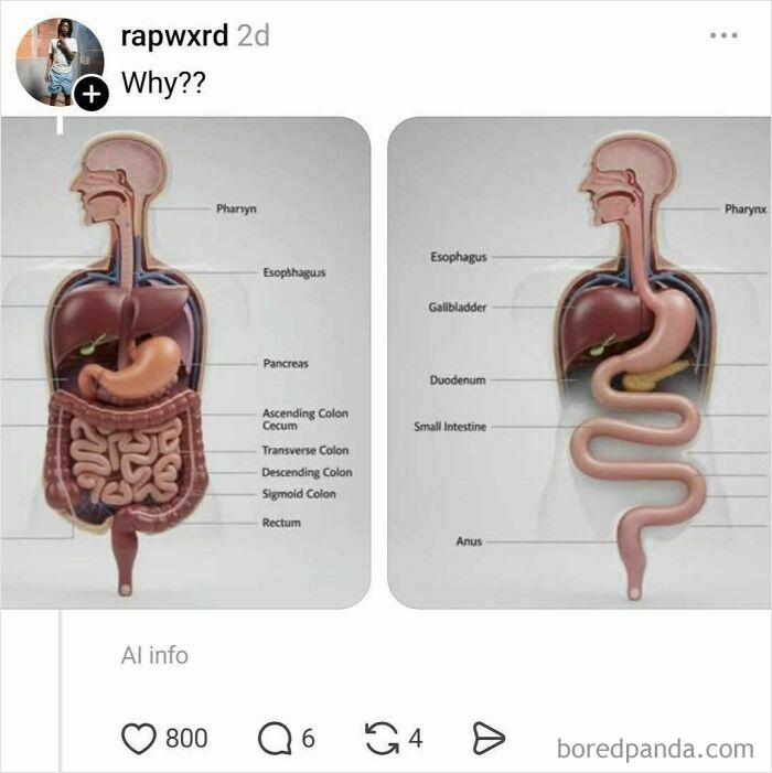 Comparison of human digestive system diagrams with nostrils labeled