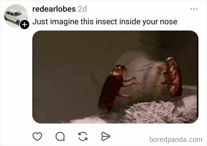 Image of two cockroaches inside a nose illustrating nostrils humor