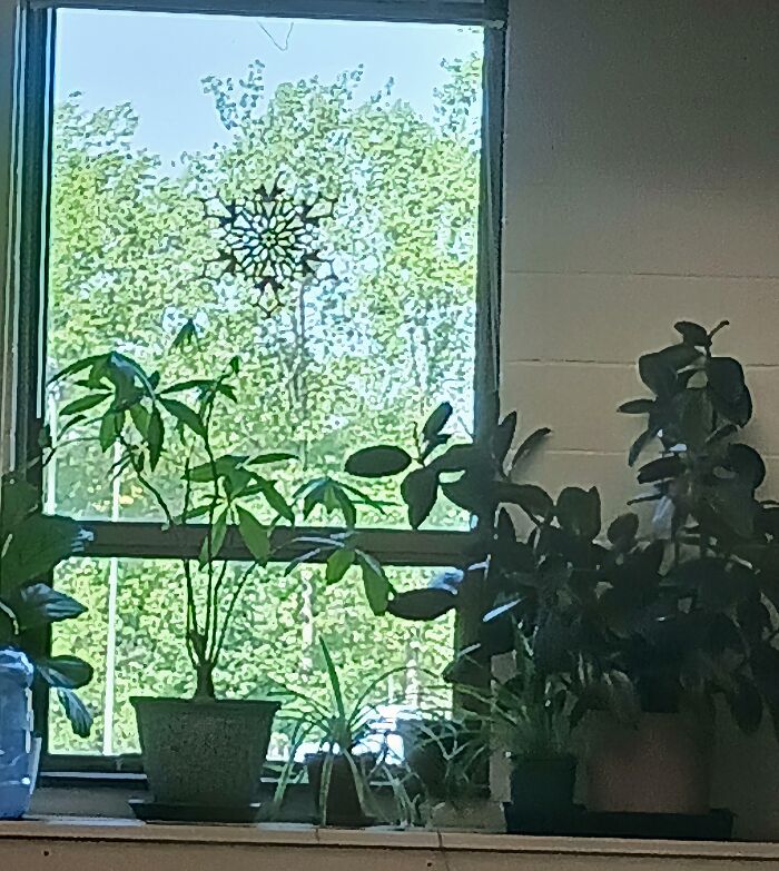 Potted plants on a windowsill with a snowflake decoration on the glass. Some teachers are toxic and annoying.
