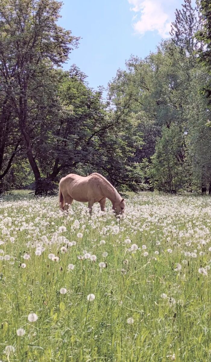 Aesthetic photo of horse grazing in a lush green meadow with dandelions