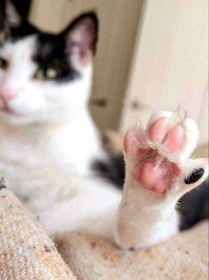 A close-up of a white and black cat showing its pink paw pads and sharp cat claw tips
