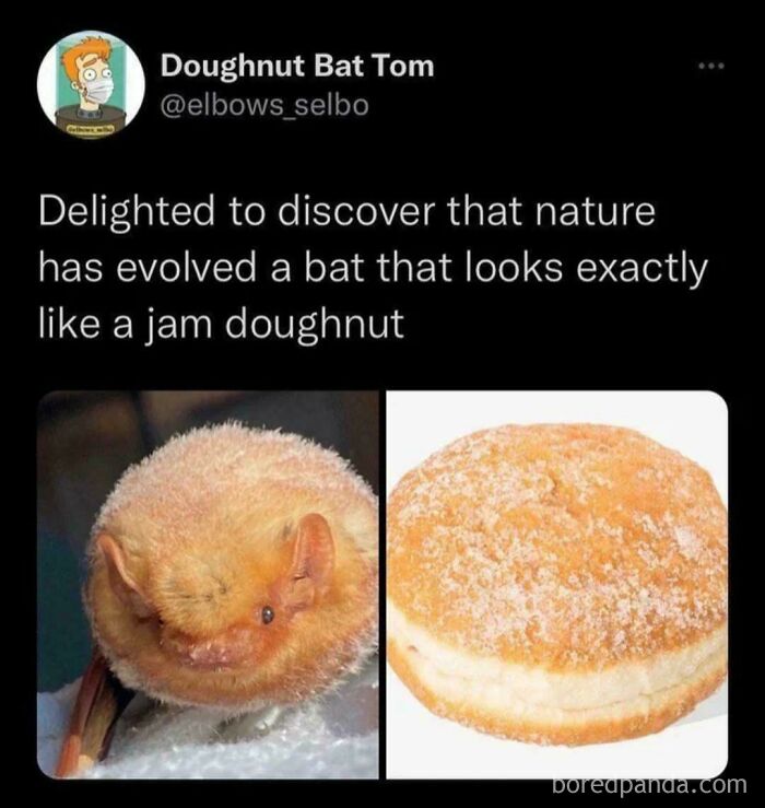 A funny image comparing a bat that looks like a jam doughnut, highlighting unpredictable sentences and funny pictures.